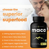 NutraChamps mezcla de maca negra roja y amarilla en polvo mostrando variedad y pureza
