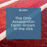 Nutrex Hawaii estanques en Kona que muestran origen de cultivo
