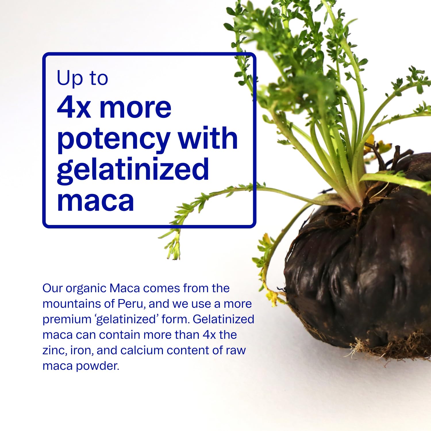 Ora Organic cordyceps y raíz resaltando origen vegetal y soporte vitalidad