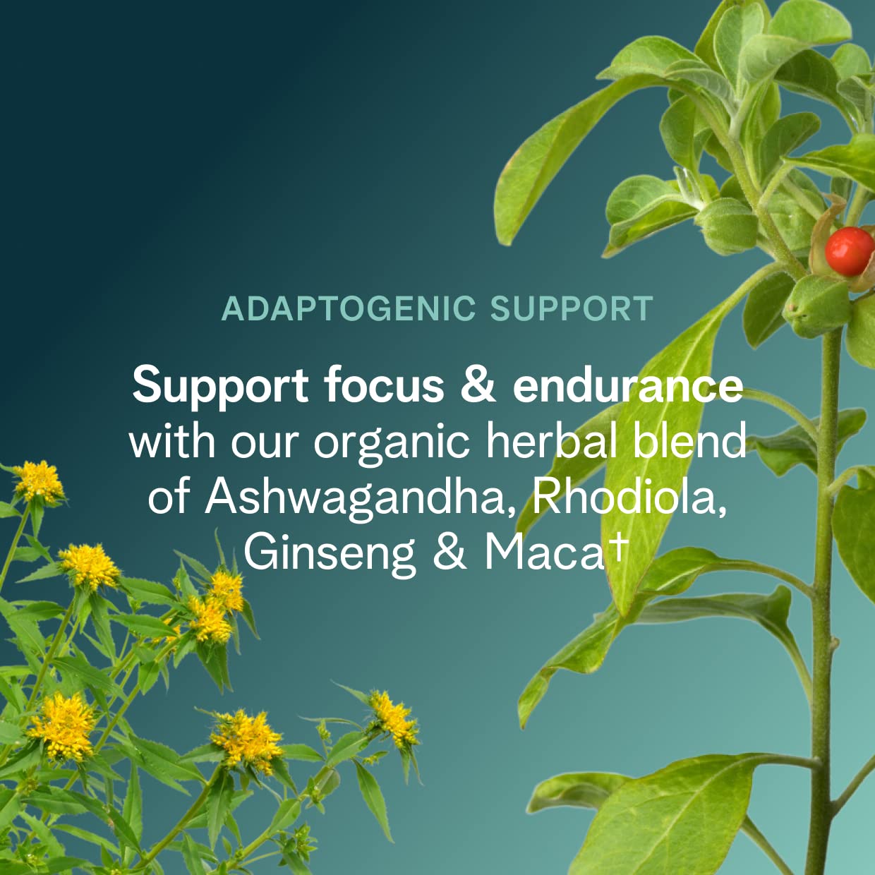 Ora Organic etiqueta de ingredientes orgánicos mostrando transparencia
