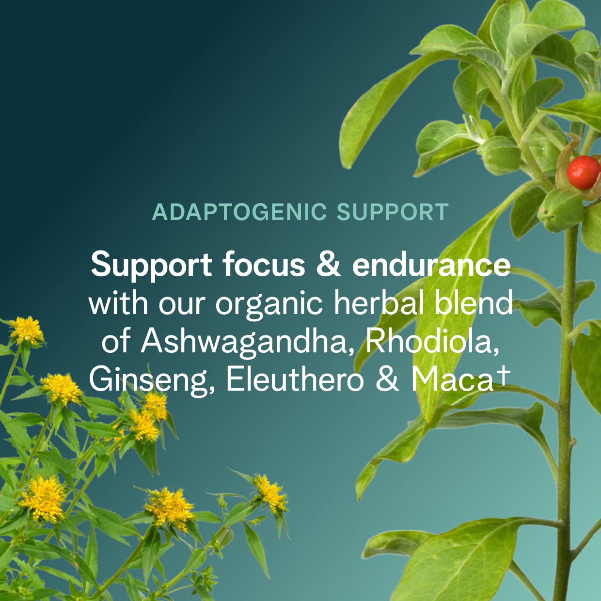 Ora Organic ingredientes orgánicos: betabel, bayas y adaptógenos en foco
