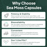 Organics Ocean algas marinas del Atlántico frescas que sugieren origen orgánico