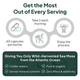 Organics Ocean comparación de tamaño de cápsulas para visión realista