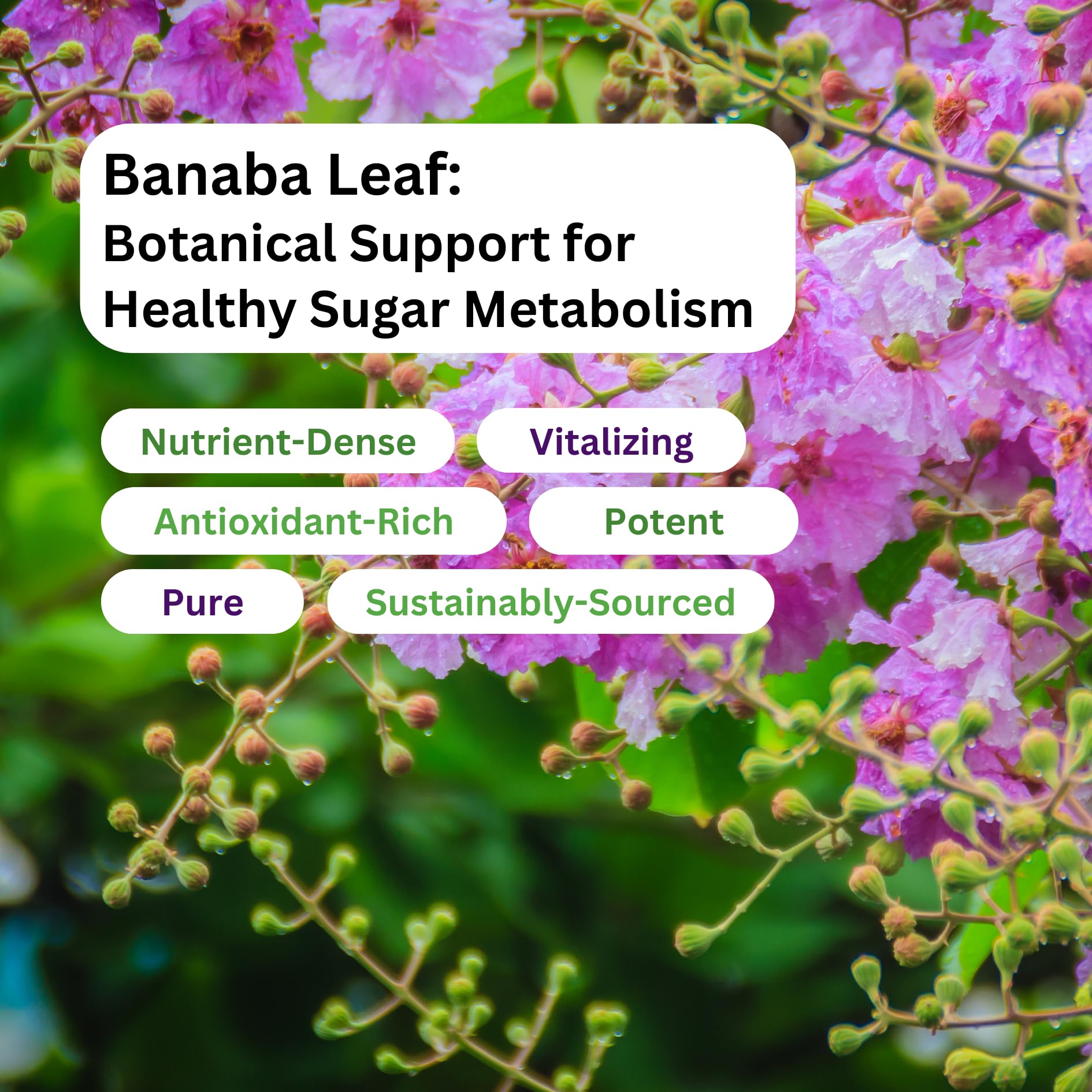 Paradise Herbs etiqueta con 12:1 y lista de ingredientes para transparencia