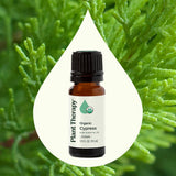 Plant Therapy gota de aceite de ciprés en superficie, textura pura y concentrada