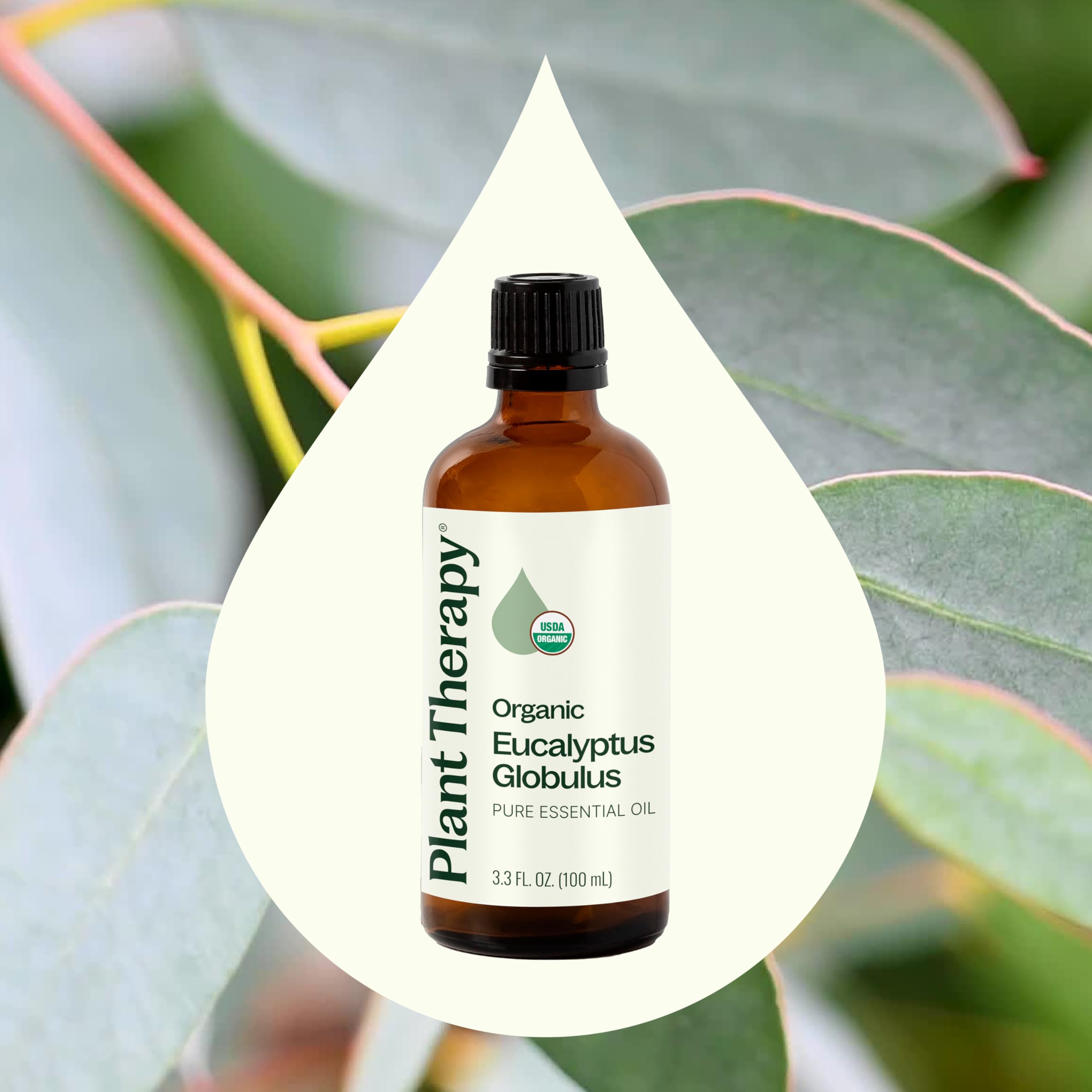 Plant Therapy eucalipto en difusor aromático, aporta ambiente fresco y concentración