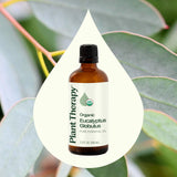 Plant Therapy eucalipto en difusor aromático, aporta ambiente fresco y concentración