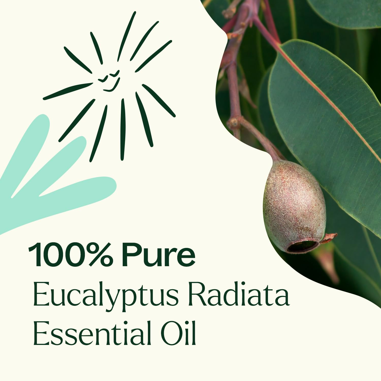 Plant Therapy Eucalyptus Radiata mezclado con mandarina y pino para sinergia aromática