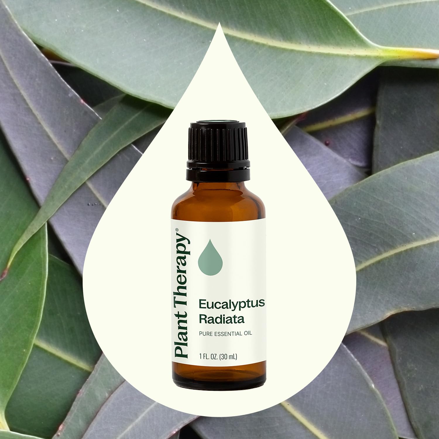 Plant Therapy gota de Eucalyptus Radiata en mano demostrando textura y fácil dosificación