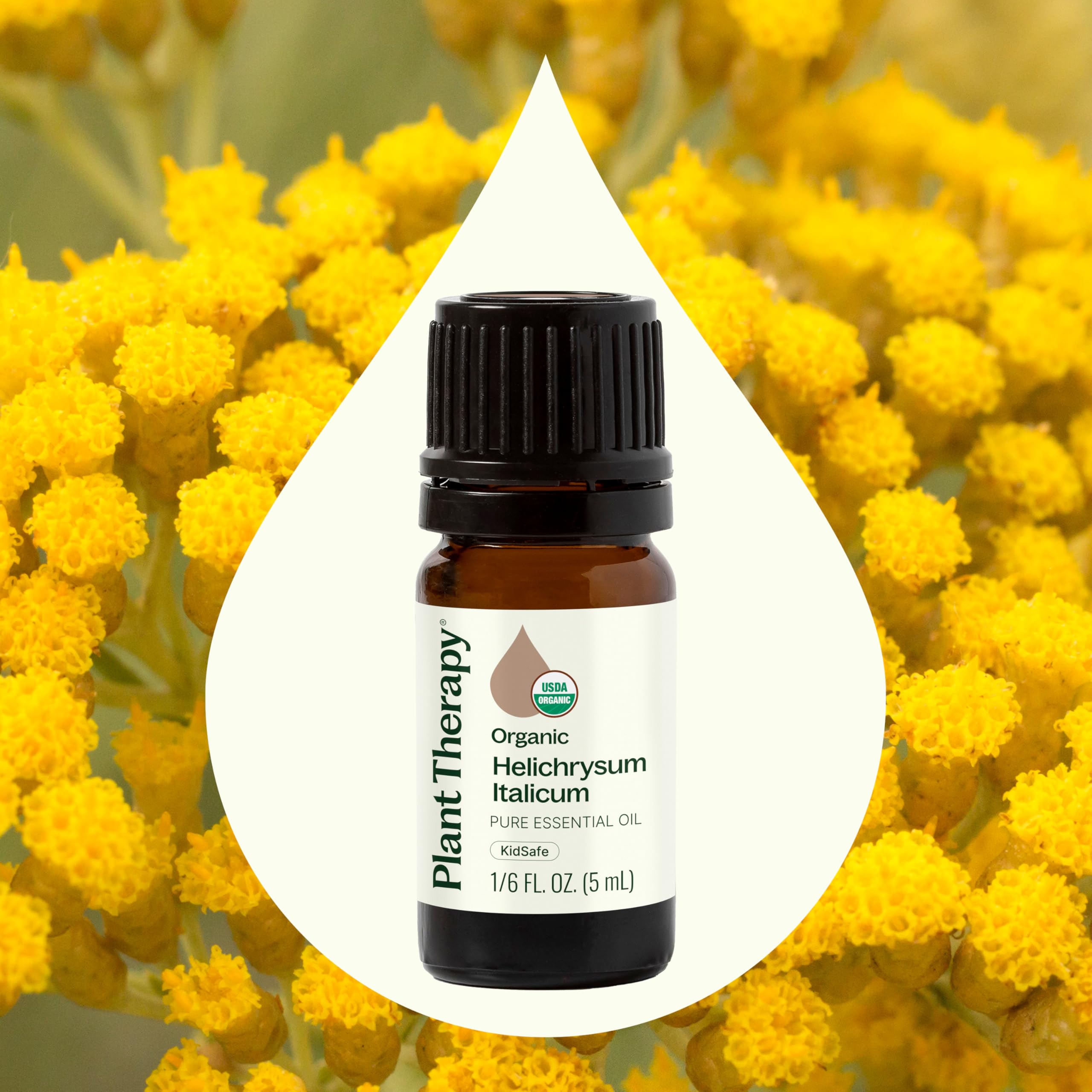 Plant Therapy aceite Helichrysum en difusor, ambiente aromático relajante