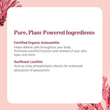 PURE SYNERGY envase abierto con cápsulas, presentación de 60 unidades para uso continuo