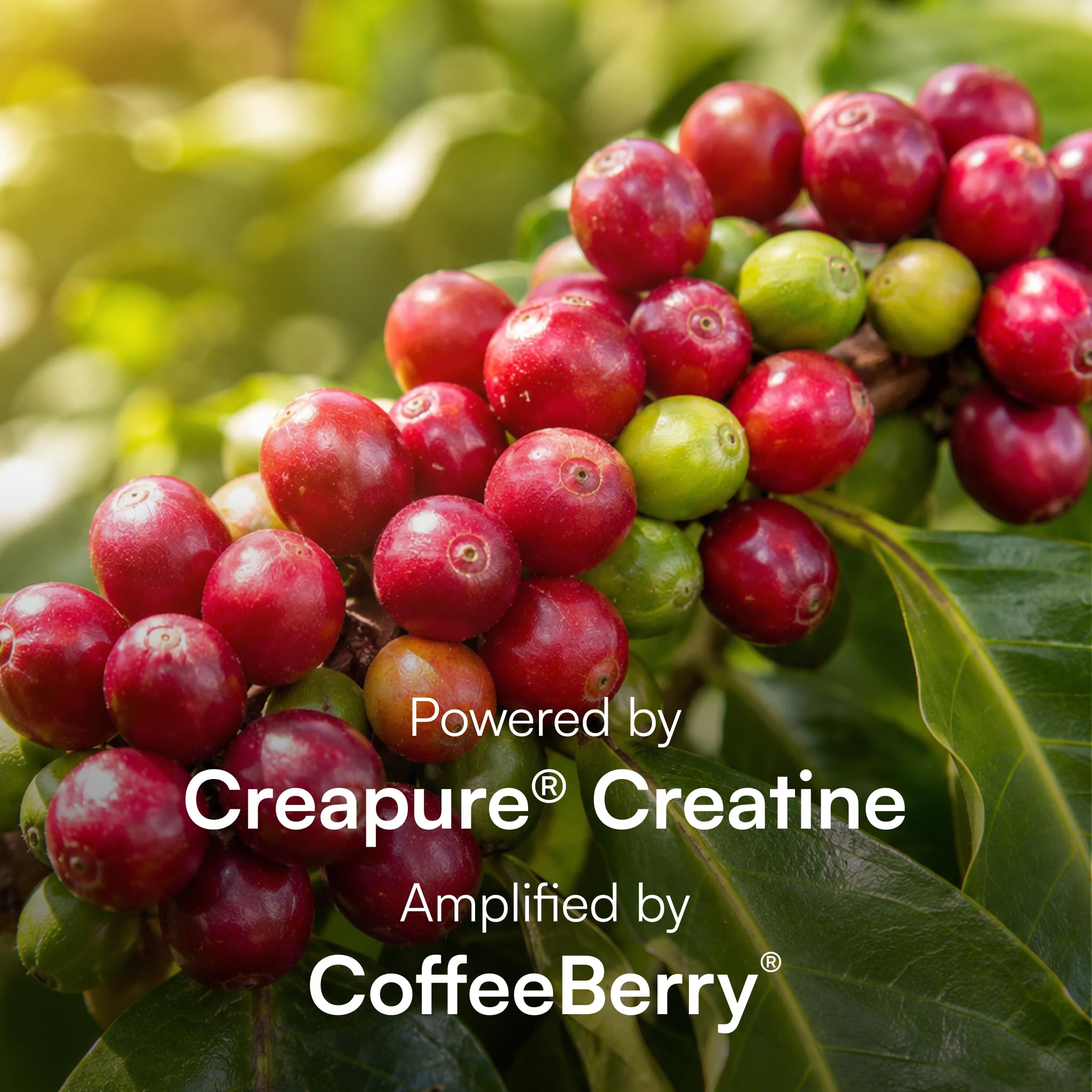 Purity Products Creapure y Boron FruiteX-B resaltando pureza y potencia