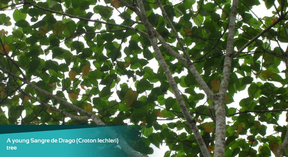 Rainforest Pharmacy etiqueta con información de origen y uso sugerido