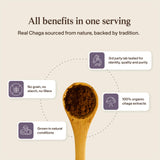Real Mushrooms hongo Chaga silvestre ilustrando origen natural