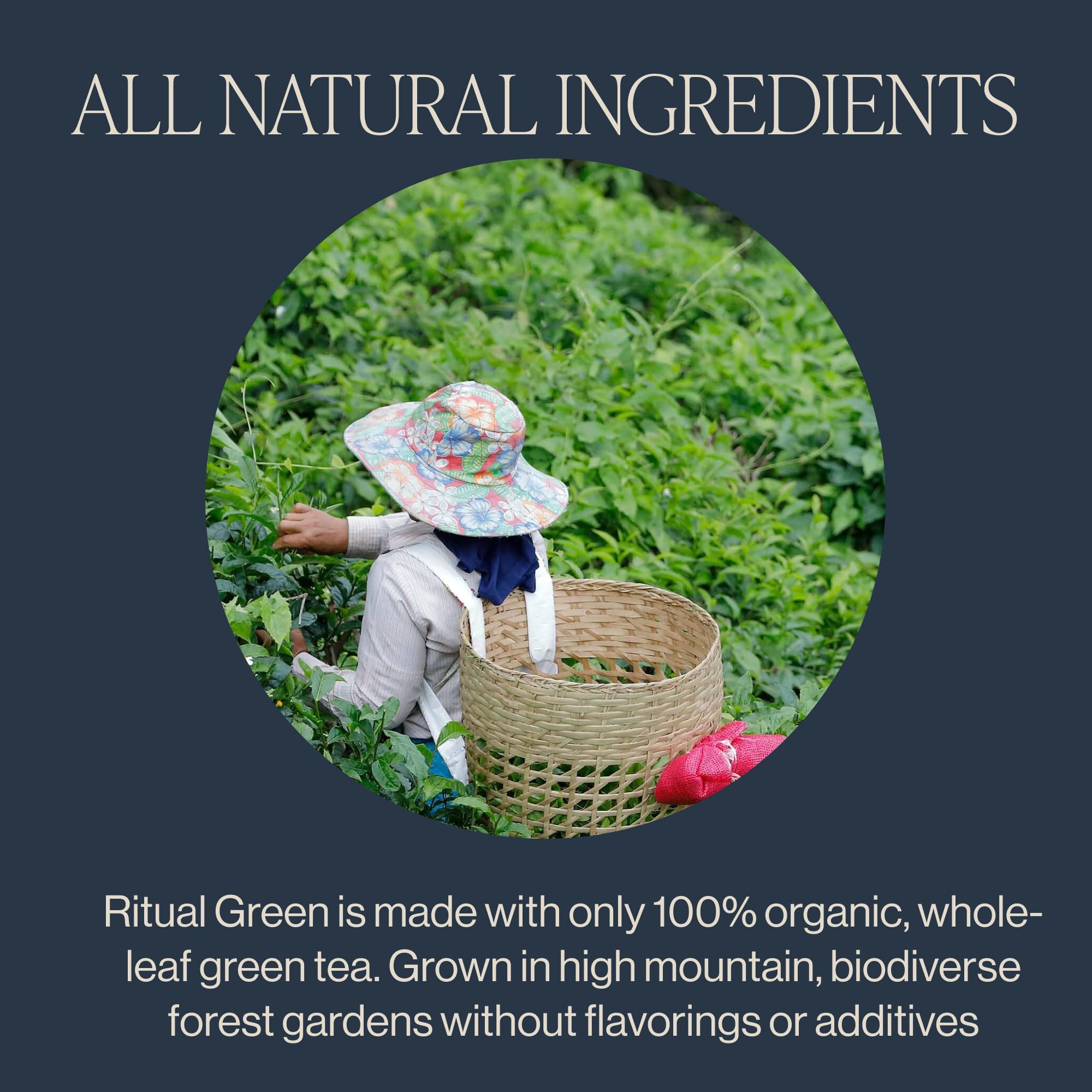 Rishi Tea bolsita biodegradable en mano, extracción limpia y práctica