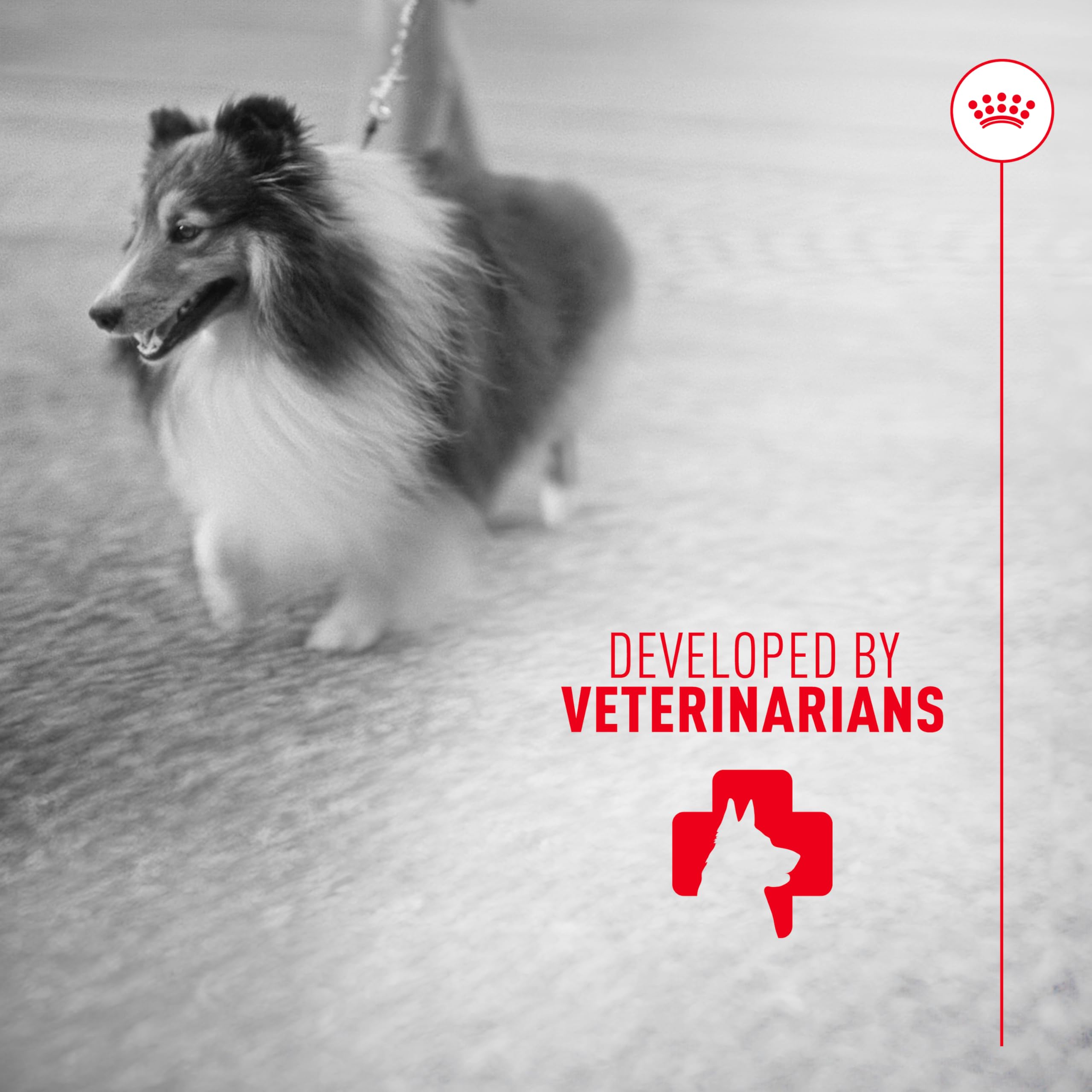 ROYAL CANIN producto en ambiente doméstico para cuidado diario del pelaje