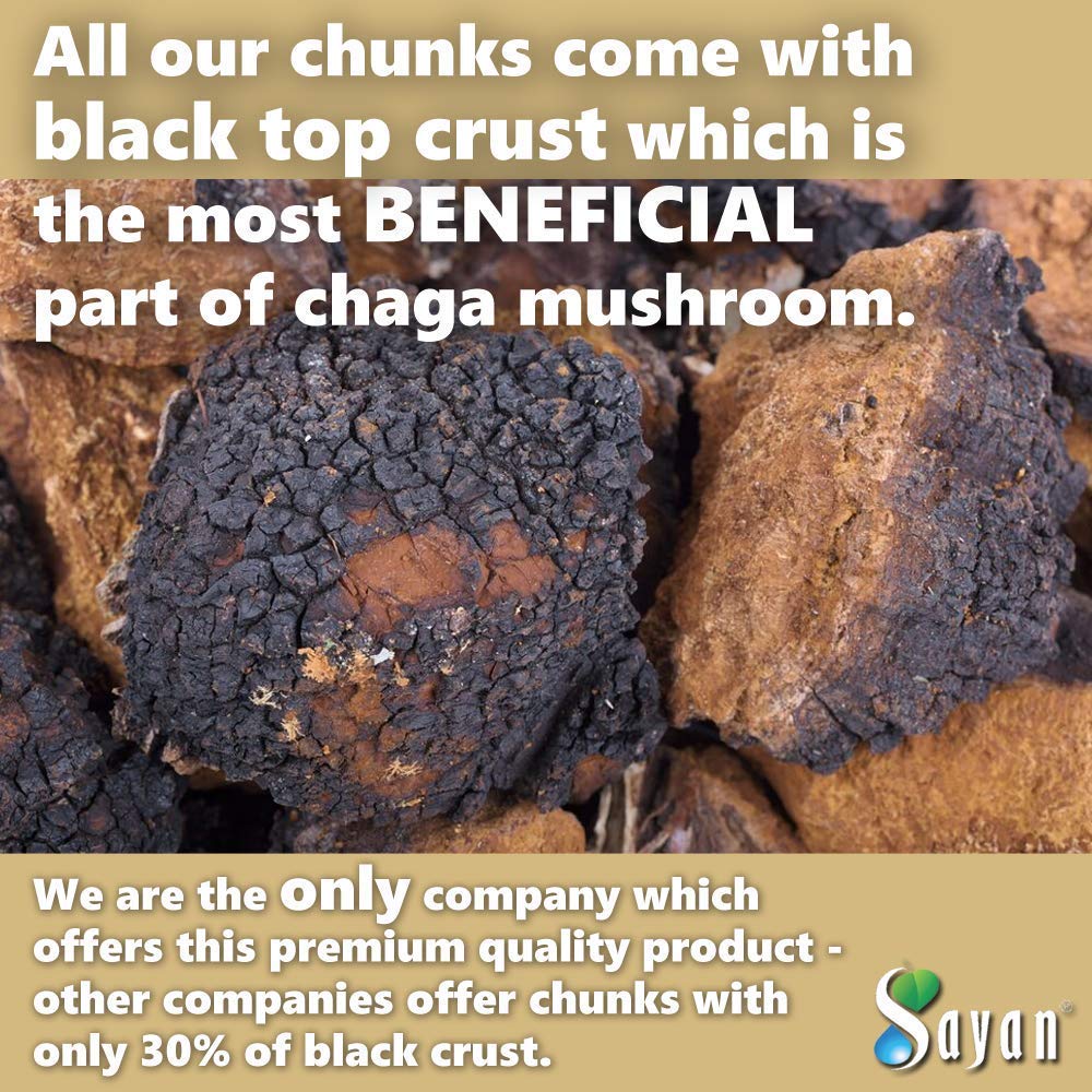 Sayan chaga trozos en cuchara listos para infusionar y fáciles de usar