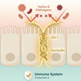 SIALLAC ilustración del microbioma para entender balance microbiano
