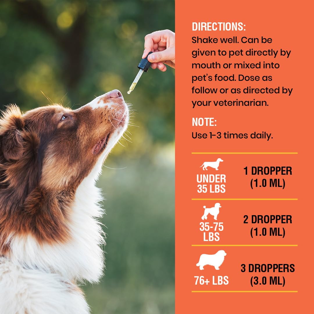 Perro degustando comida mezclada con Special Breed, aceptación del sabor a tocino