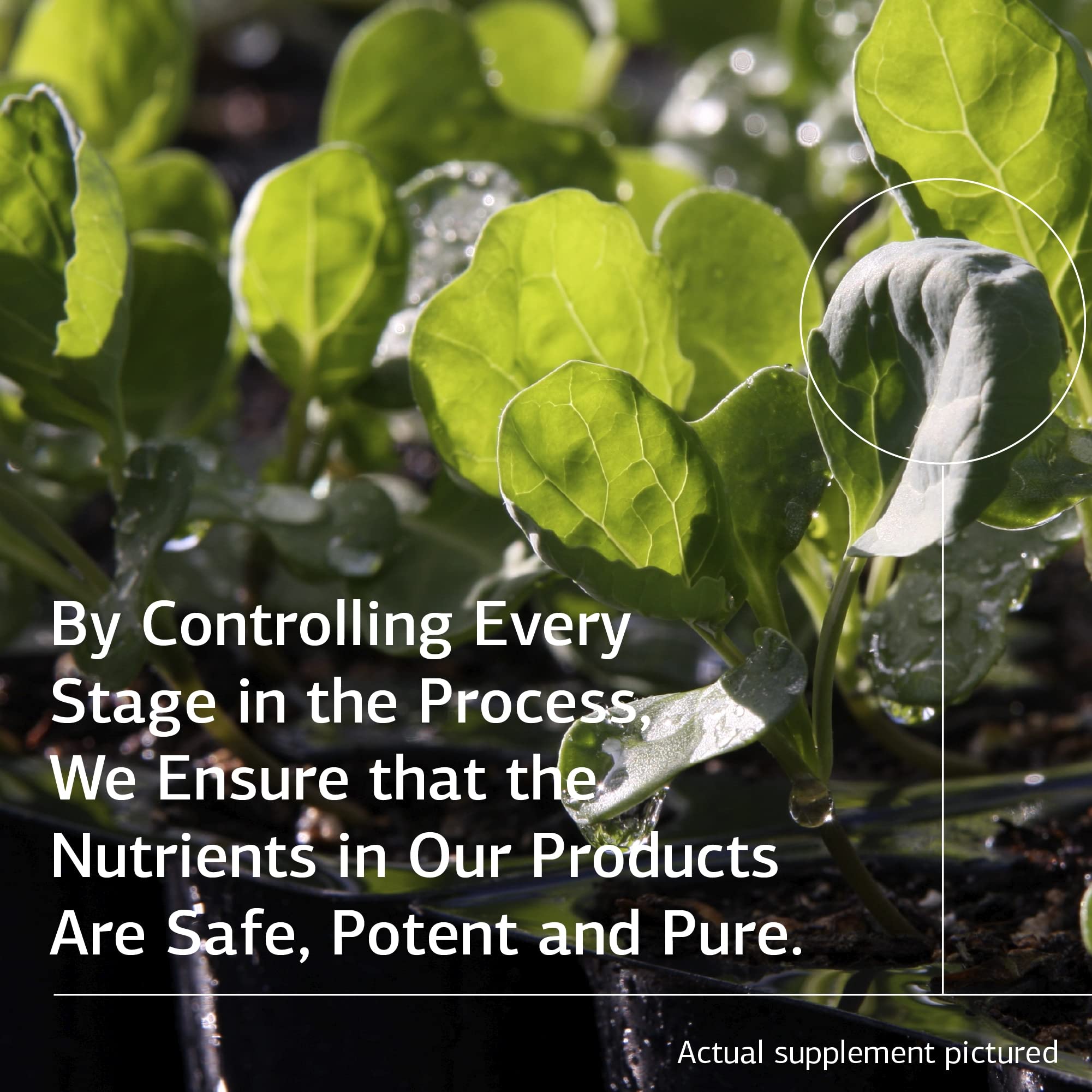 Standard Process Inc. etiqueta de Cal-Ma Plus con información de ingredientes y beneficios