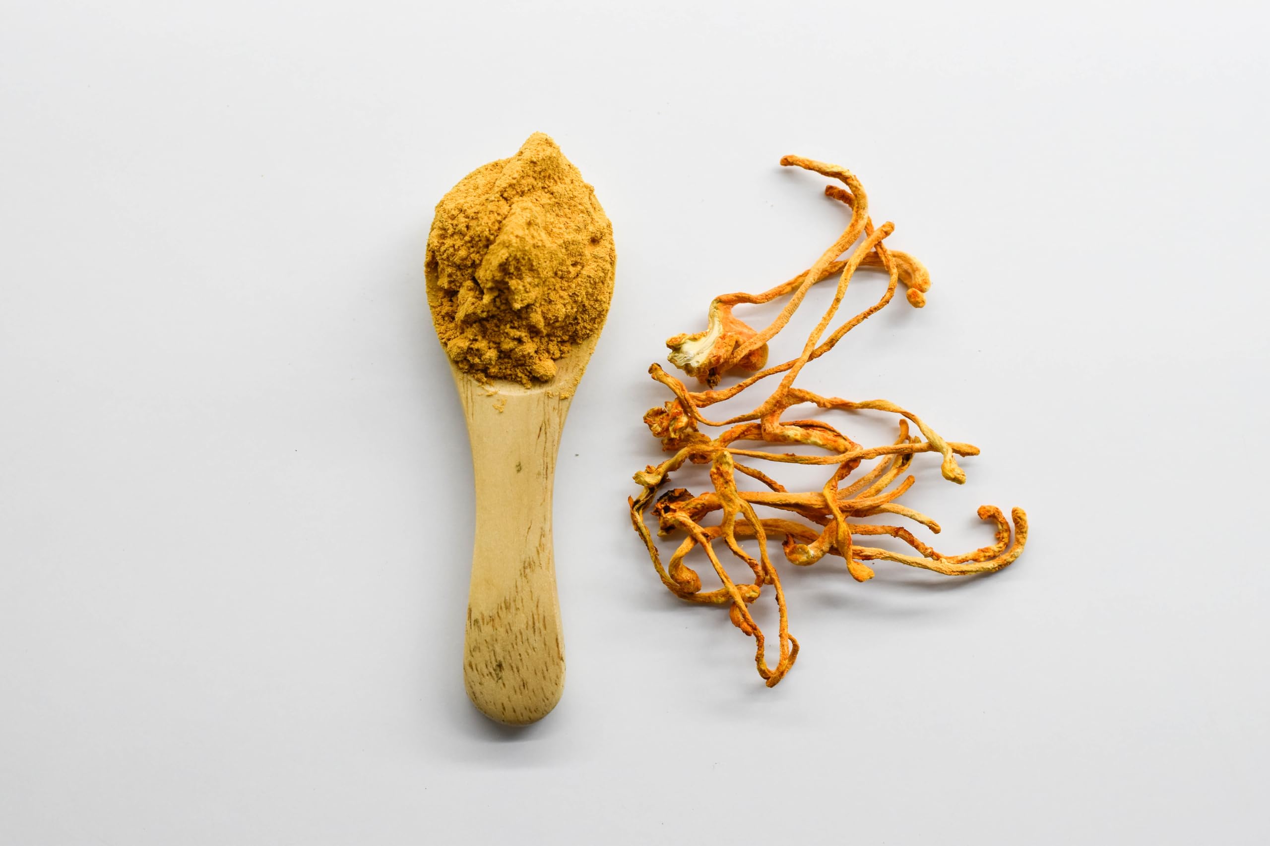 Terrasoul Superfoods detalle del polvo de cordyceps mostrando textura fina