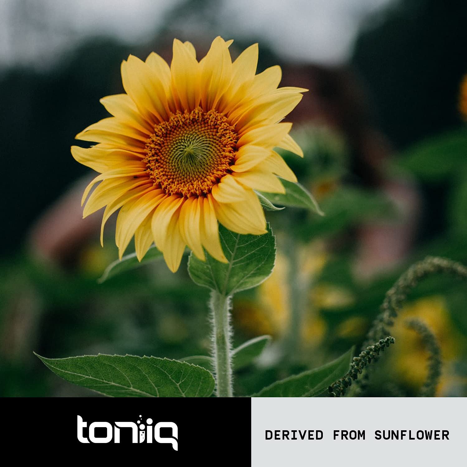 Toniiq polvo de fosfatidilserina en primer plano, muestra de ingrediente