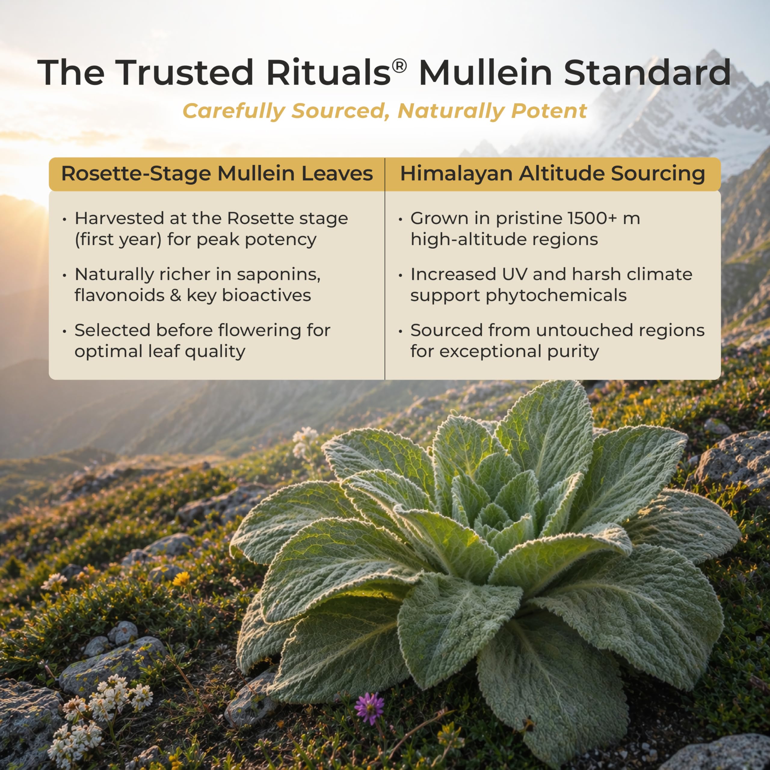 Trusted Rituals ingredientes: hojas de mullein, jengibre y limón en primer plano, origen natural