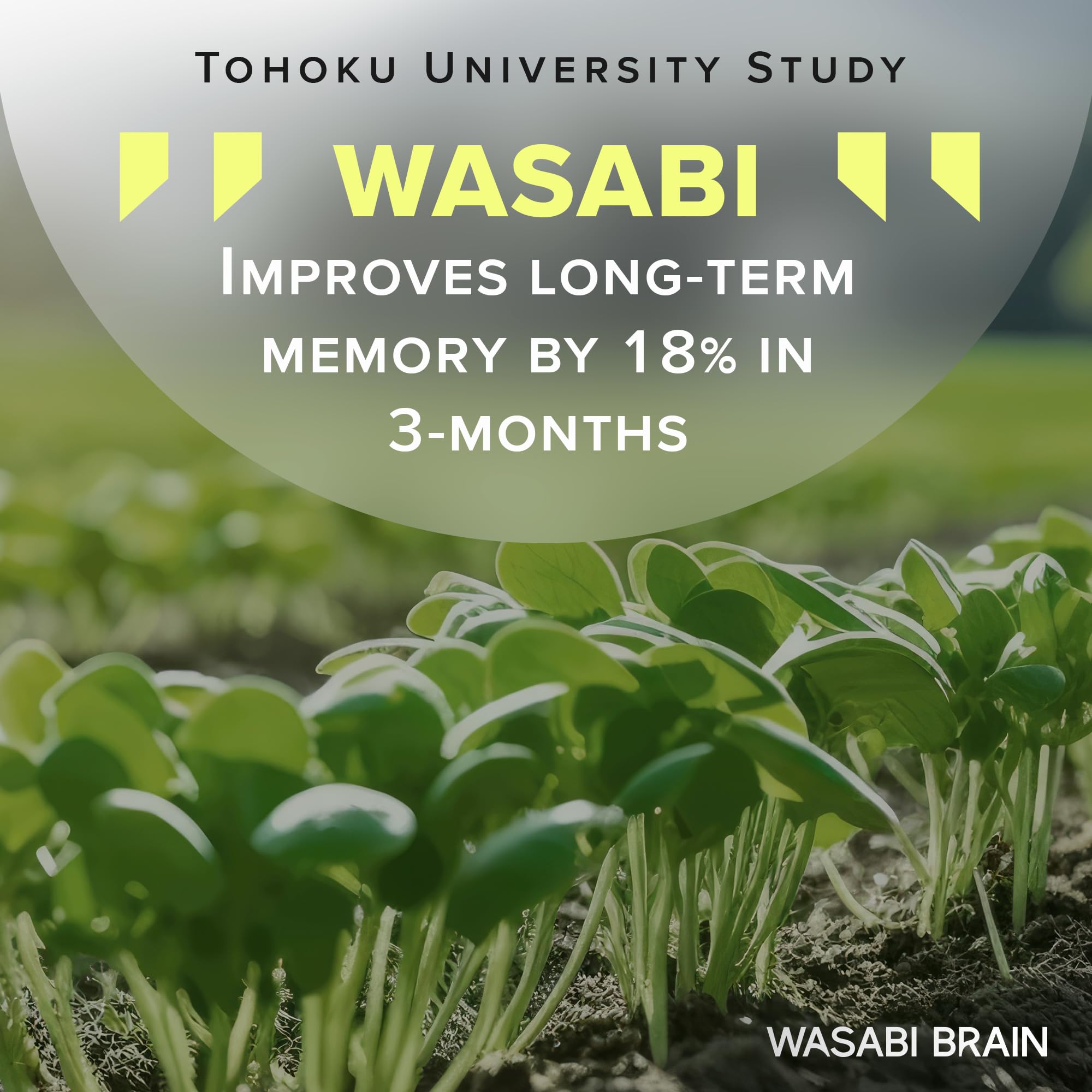 WASABI BRAIN bote en mano para comparar tamaño y visualizar la porción