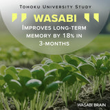WASABI BRAIN bote en mano para comparar tamaño y visualizar la porción