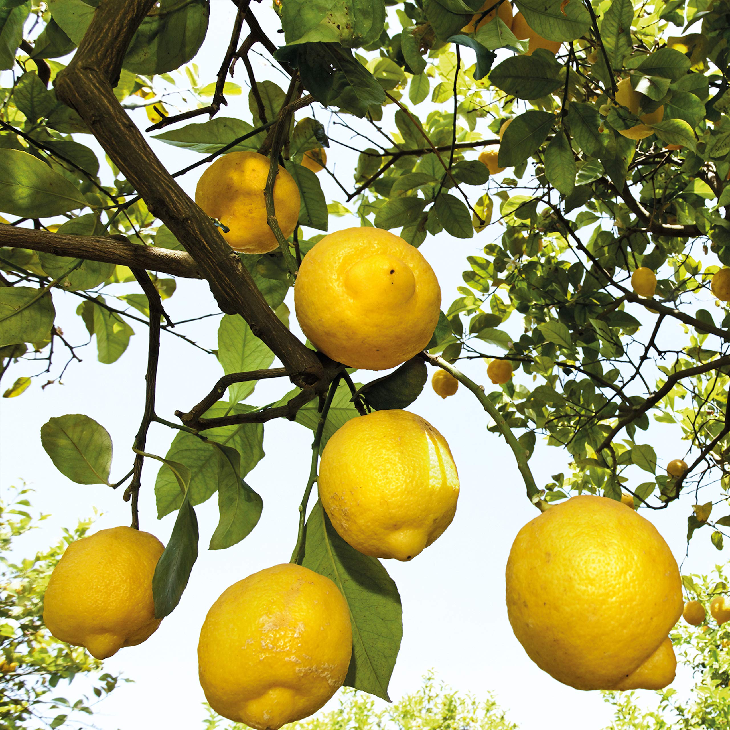 Rocío del desodorante Weleda Citrus sobre piel limpia mostrando textura ligera
