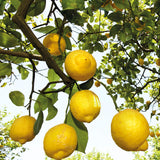 Rocío del desodorante Weleda Citrus sobre piel limpia mostrando textura ligera