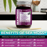 WELLNESS LABSRX primer plano de algas y saúco, ventaja ingredientes naturales visibles