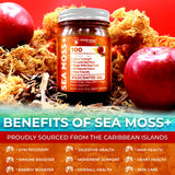 WELLNESS LABSRX etiqueta con lista de ingredientes sin aditivos