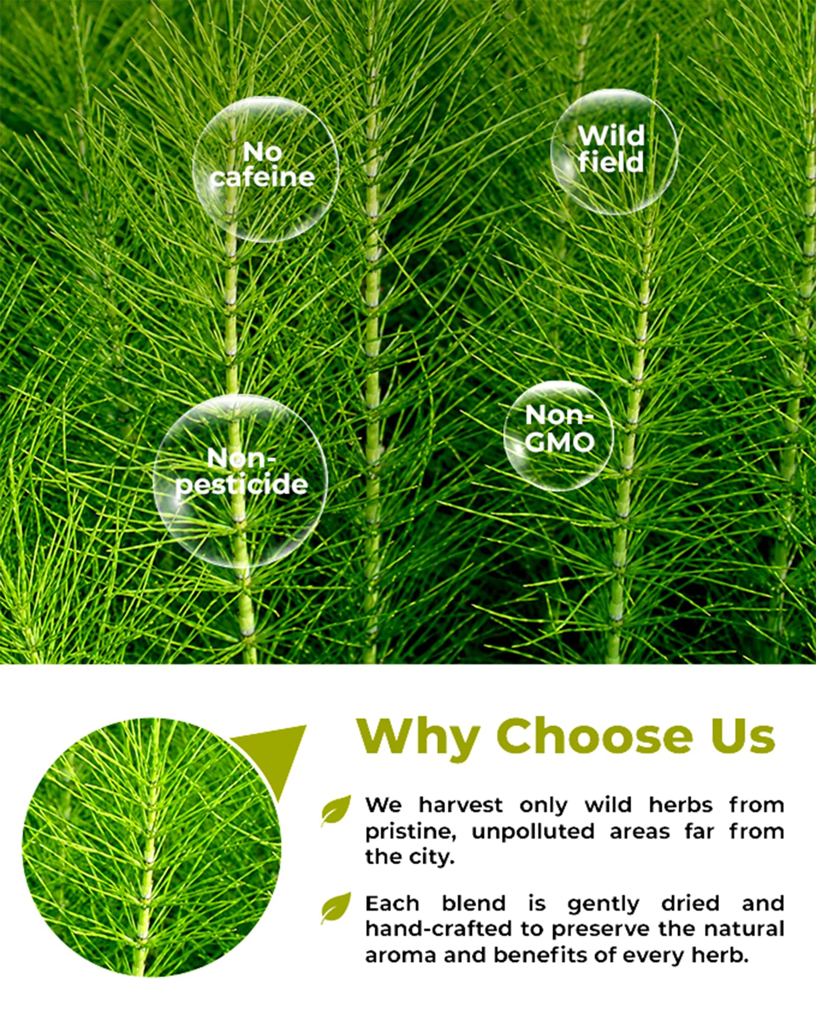 WILDFIELD HERBS detalle de hoja seca de ortiga, apariencia saludable
