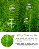 WILDFIELD HERBS detalle de hoja seca de ortiga, apariencia saludable