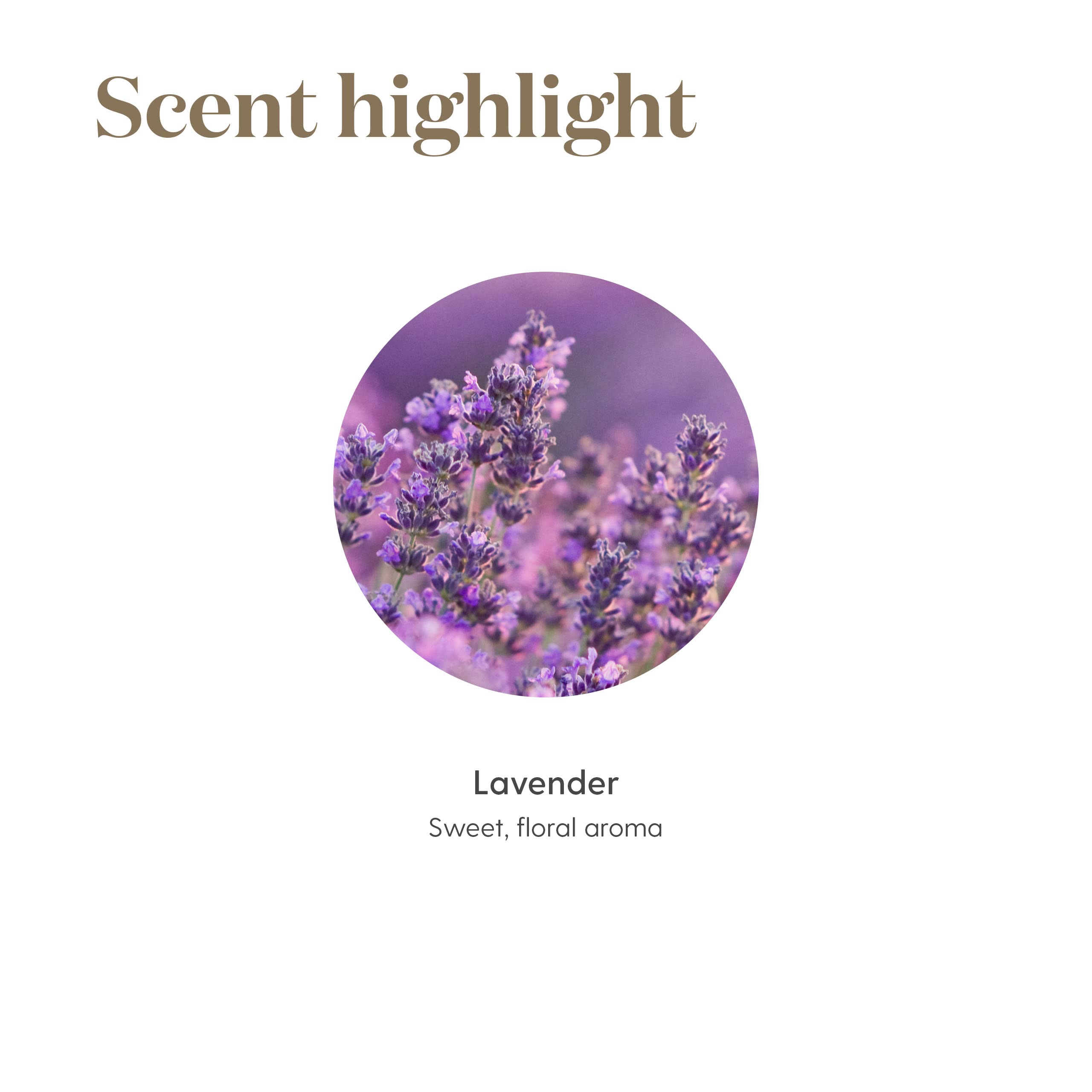 Young Living aceites con flores de lavanda, demostrando ingredientes naturales