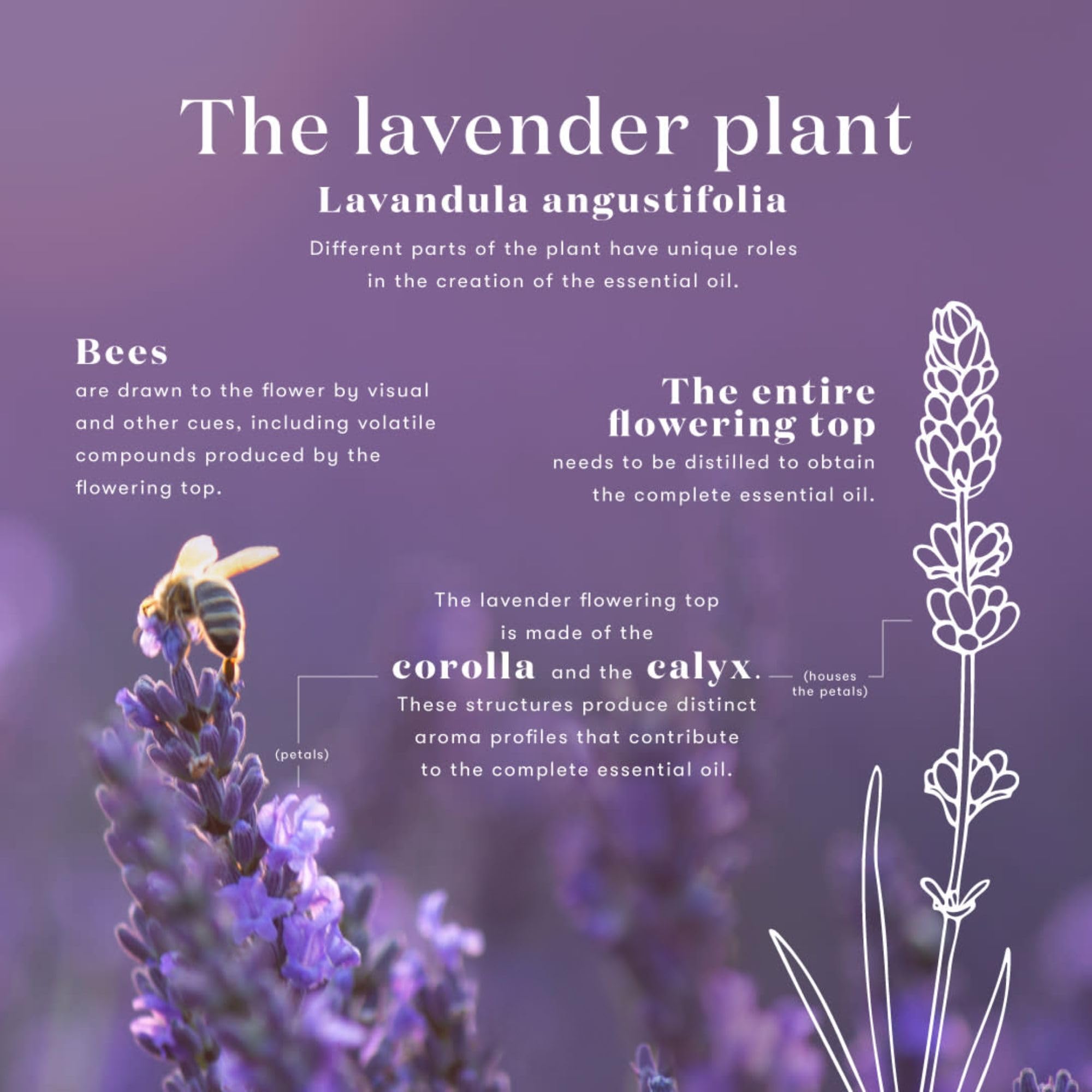 Young Living ambiente de salón con vela, apoyo a momentos de descanso