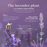 Young Living ambiente de salón con vela, apoyo a momentos de descanso