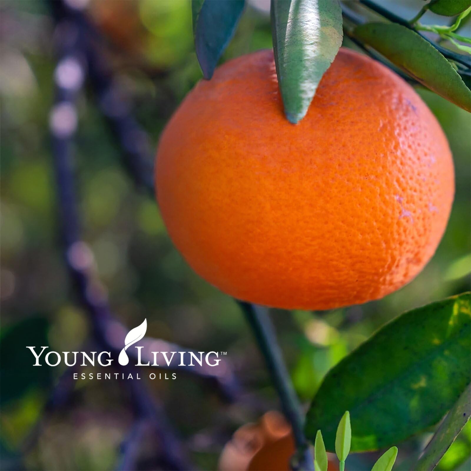 Young Living Citrus Fresh en ambiente hogareño aportando fragancia viva y limpia