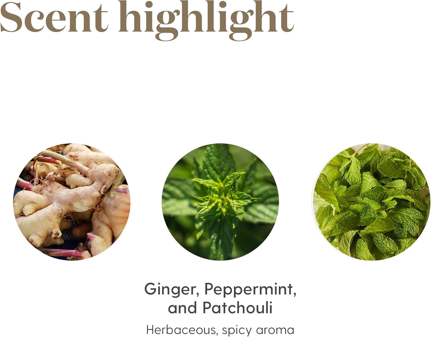 Young Living ingredientes menta y jengibre juntos, resaltan aroma equilibrado