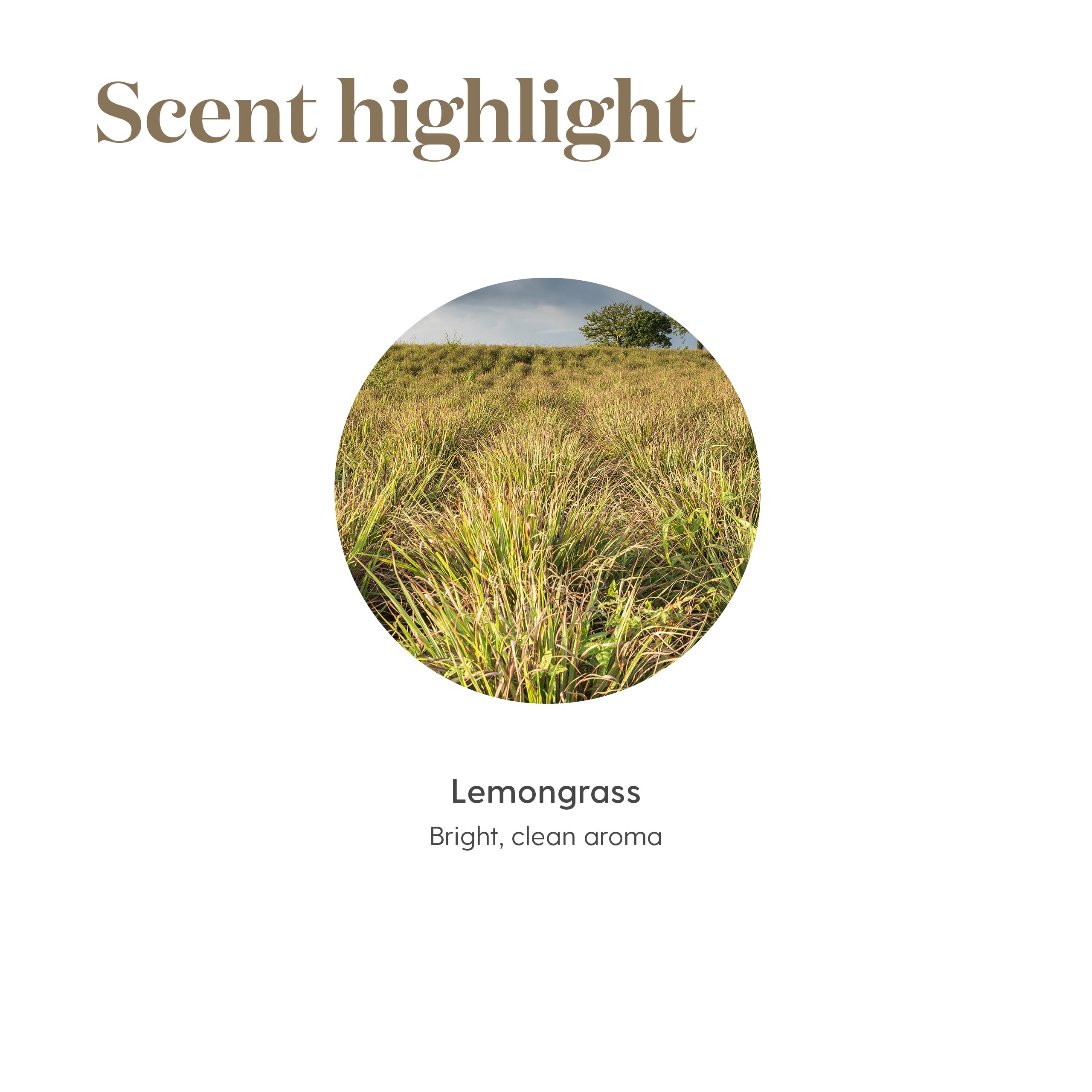 Young Living hierba Cymbopogon flexuosus recién cortada, aroma natural