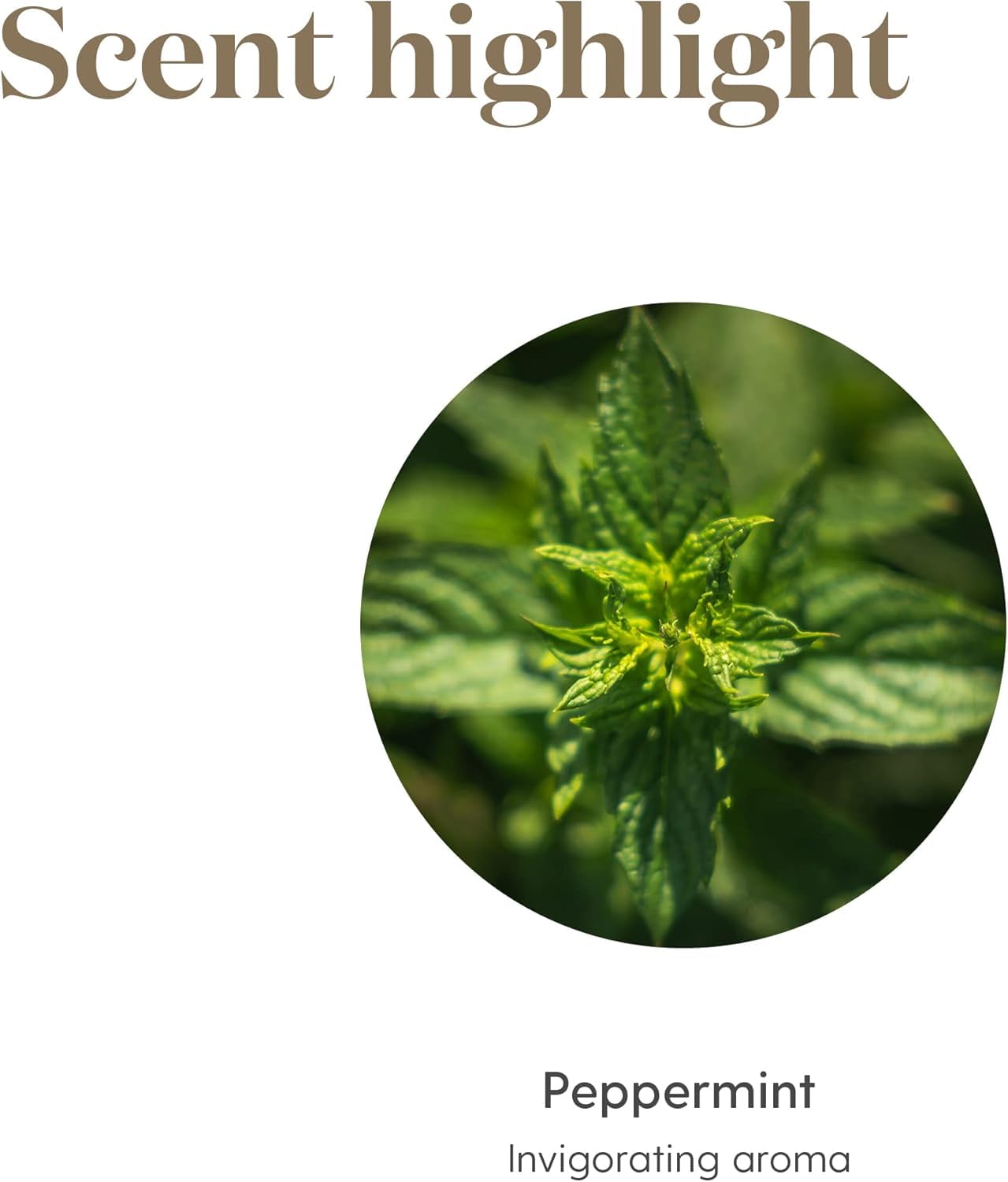 Mezcla de unas gotas de Young Living menta en champú para una ducha revitalizante