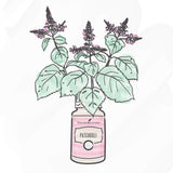 Young Living Patchouli mezclado en aceite portador para aplicación tópica diluida y segura