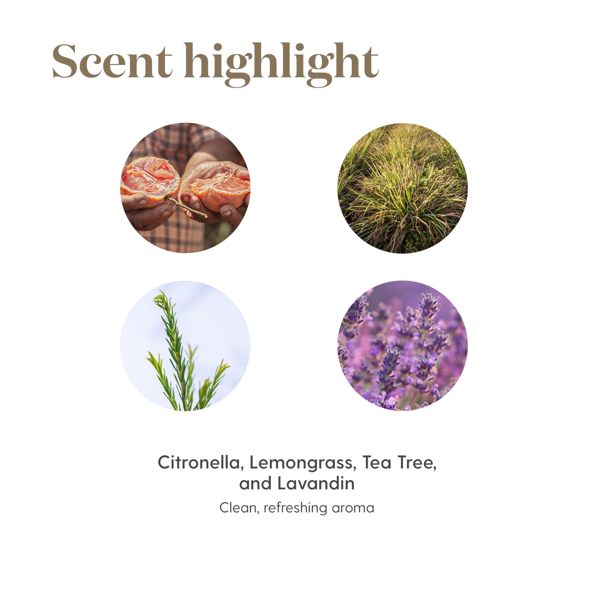 Ambiente de salón aromatizado con Purification Young Living y sensacion fresca