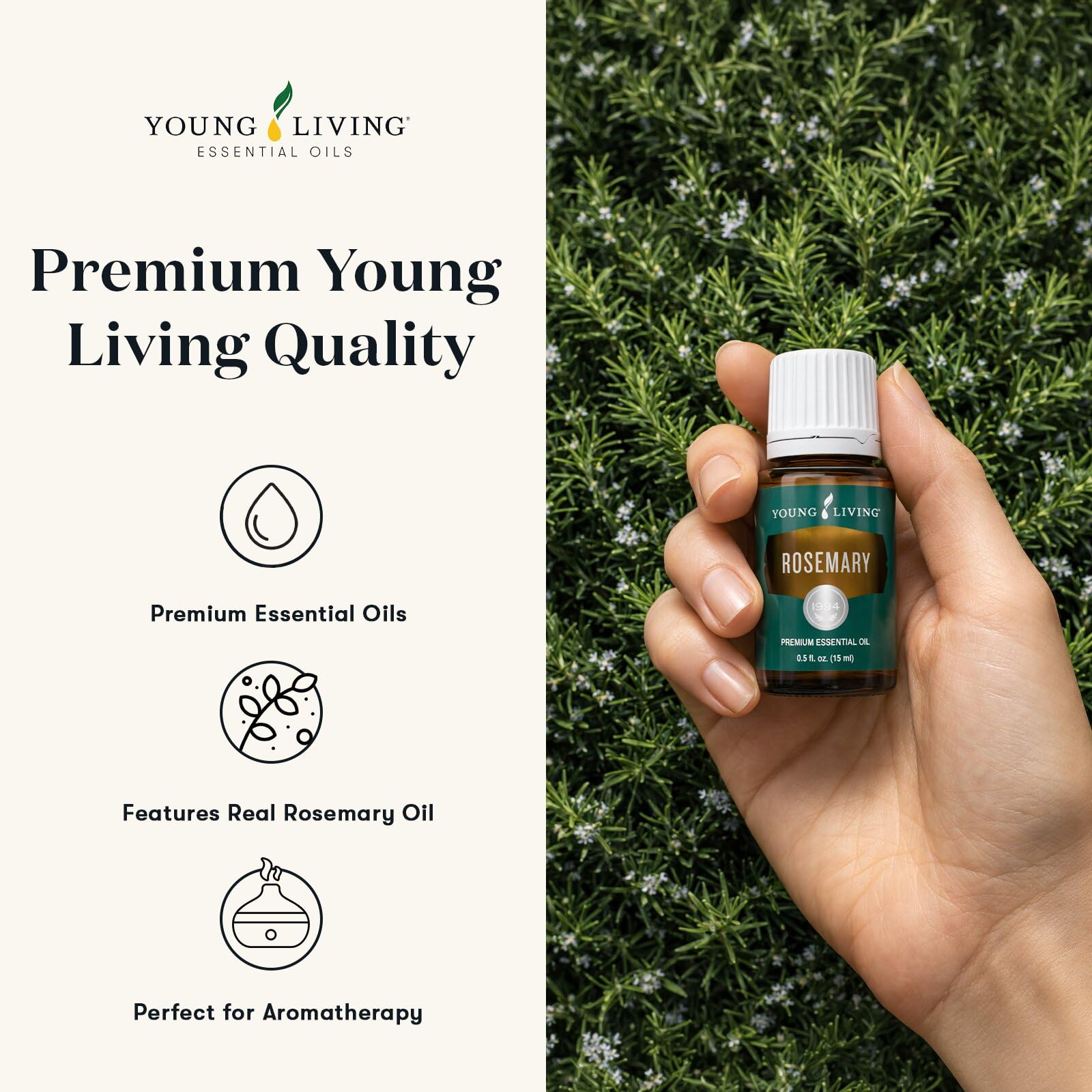 Young Living romero en difusor creando ambiente fresco y concentración