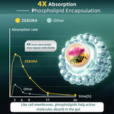 ZEBORA polvo de extracto concentrado 30:1, alta potencia por porción